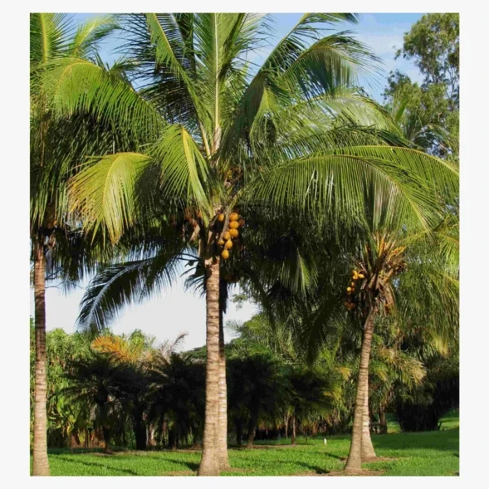 COCOS NUCIFERA
