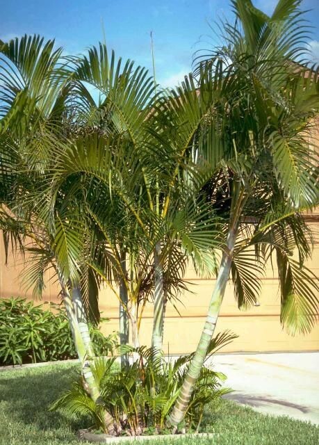 CHRYSALIDOCARPUS LUTESCENS