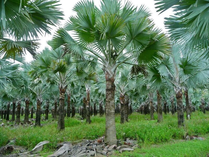 BISMARCKIA NOBILIS