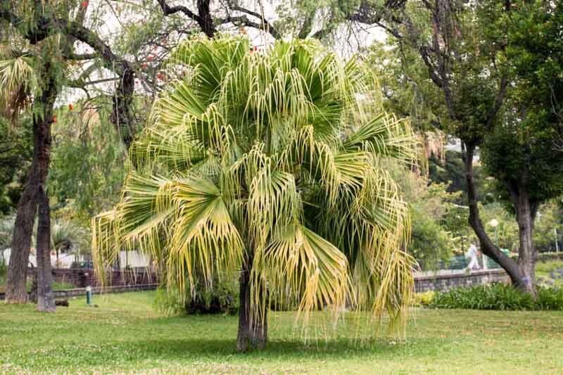 LIVISTONA CHINENSIS