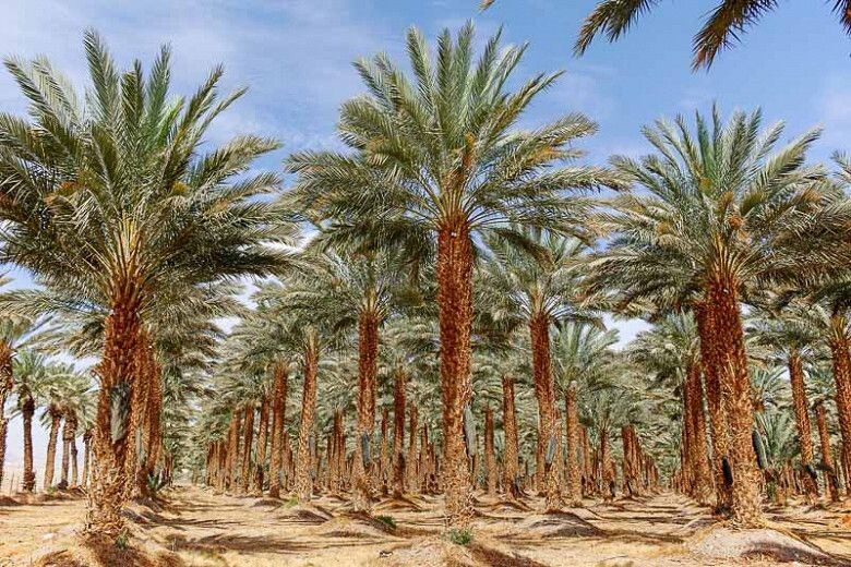 PHOENIX DACTYLIFERA