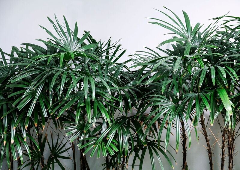 APIS EXCELSA
