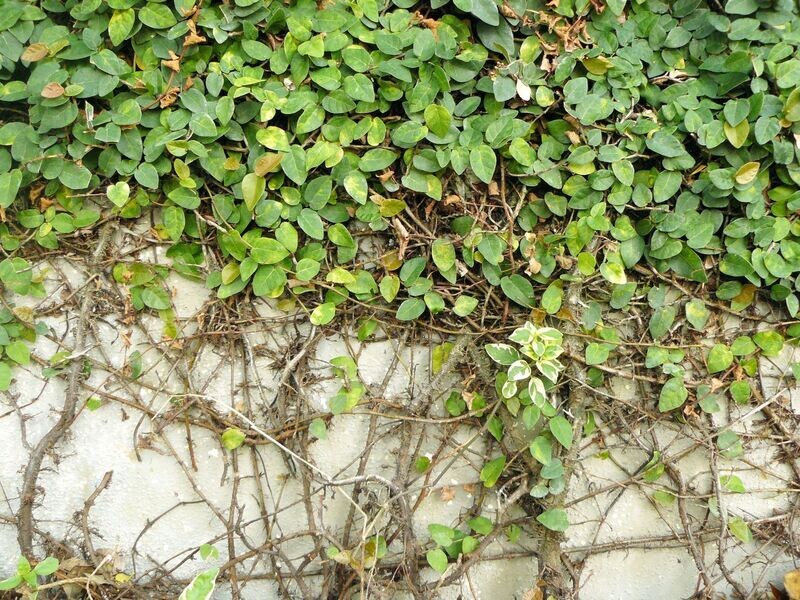 FICUS PUMILA