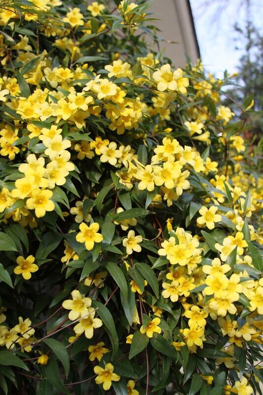 GELSEMIUM SEMPERVIRENS