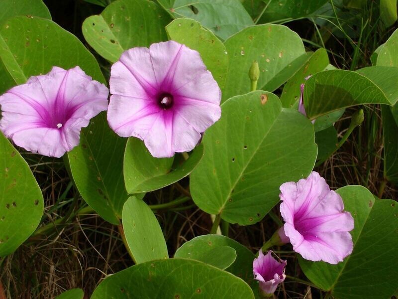 IPOMOEA BILOBA (PES-CAPRI)