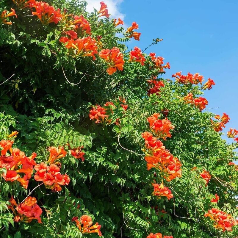 TECOMARIA CAPENSIS