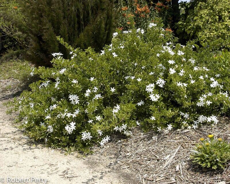 JASMINUM ANGULARE