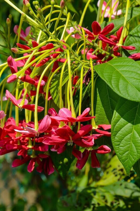 QUISQUALIS INDICA