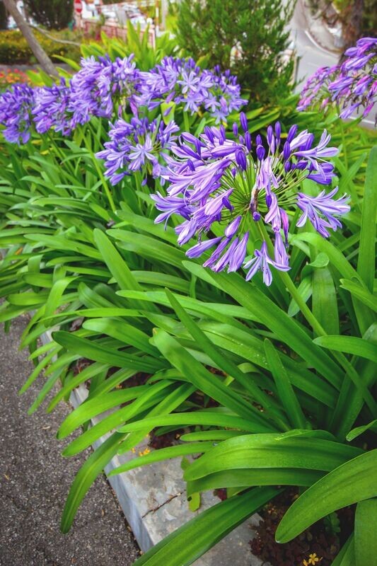 AGAPANTHUS AFRICANUS
