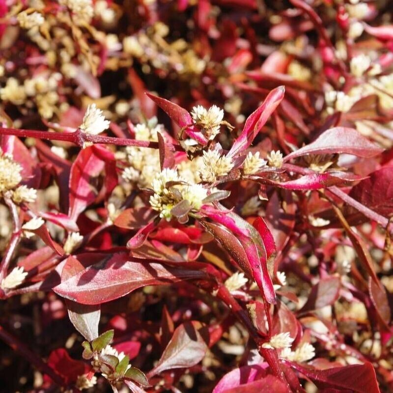 ALTERNANTHERA VERSICOLOR  (RED/AMOENA)