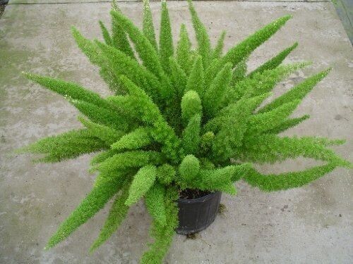 ASPARAGUS MEYERII
