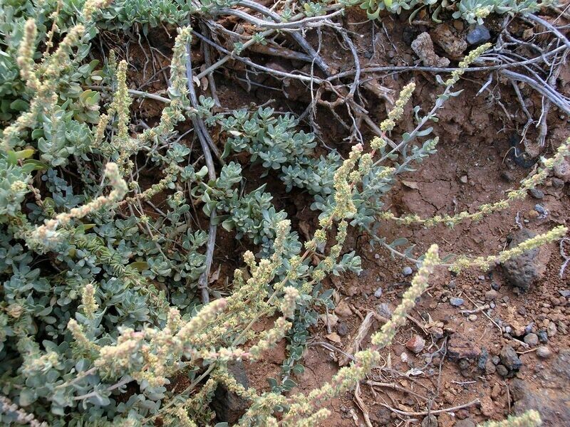 ATRIPLEX GLAUCA