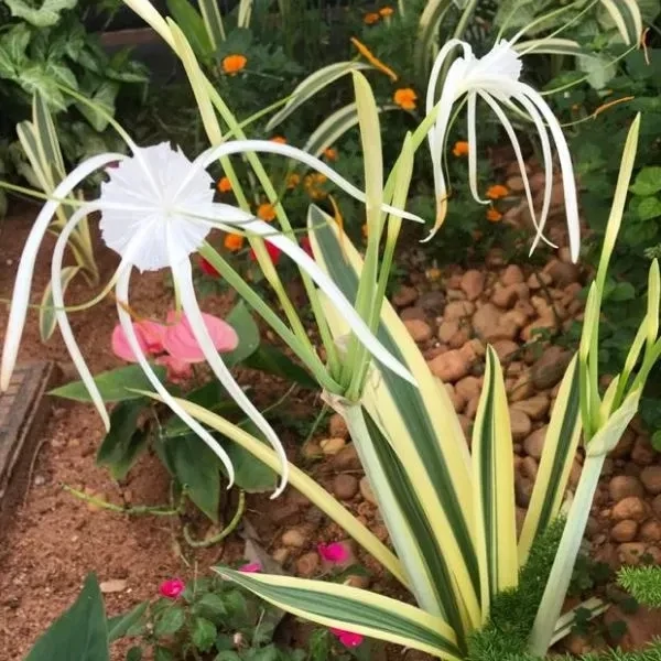 HYMENOCALLIS VARIEGATA