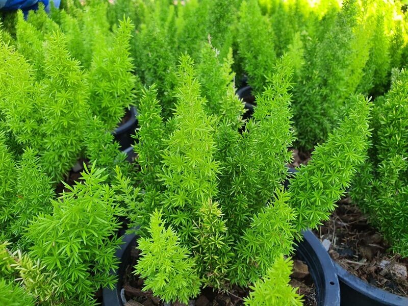 ASPARAGUS SPRENGERII
