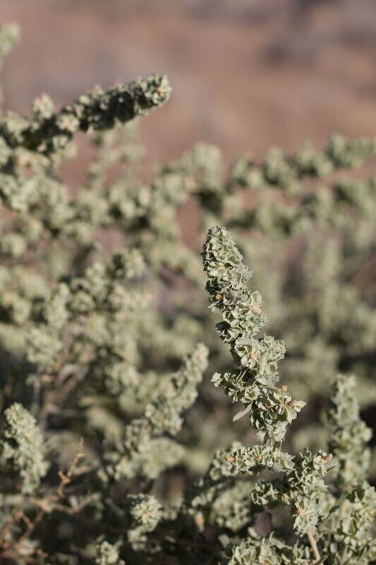 ATRIPLEX CANESCENS