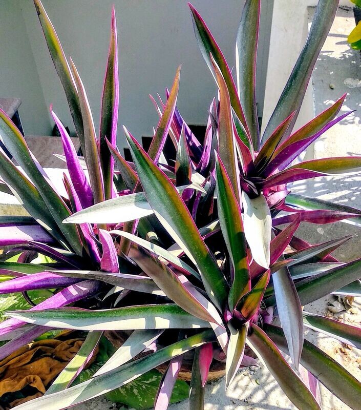 RHOEO DISCOLOR
