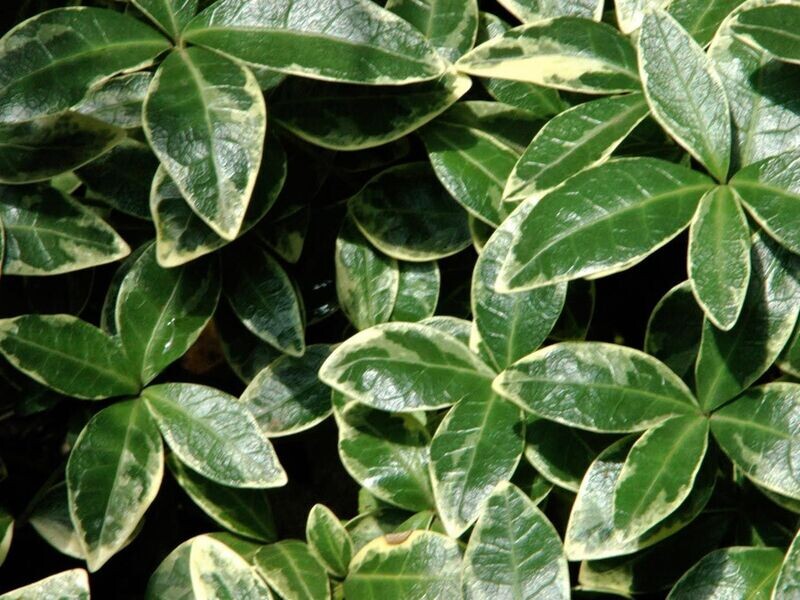 ALTERNANTHERA VARIEGATA