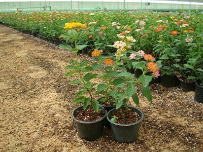 LANTANA NANA 'PINK MOUND'