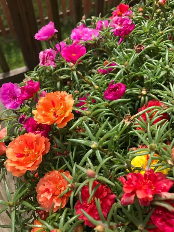 PORTULACA GRANDIFLORA