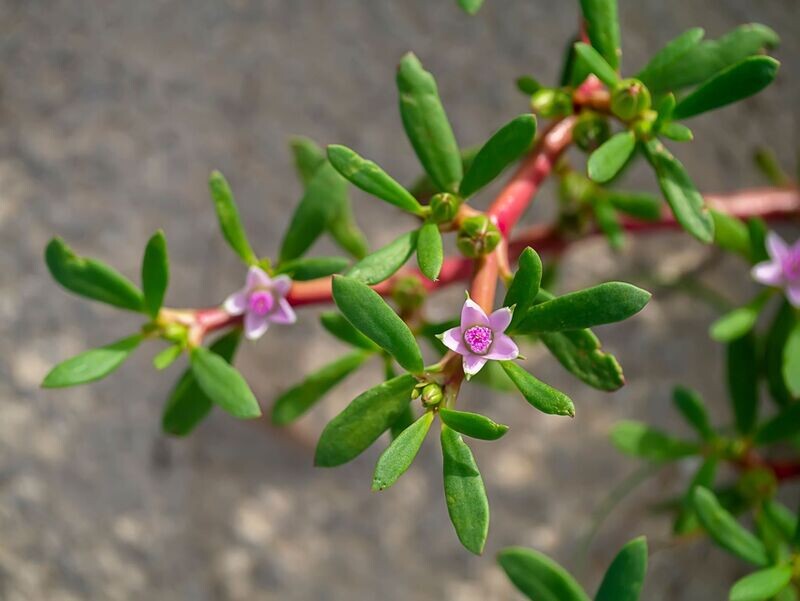 SESSIVIUM PORTULACASTRUM