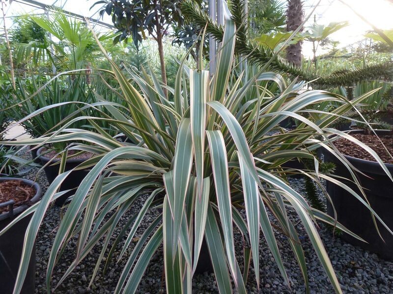 PHORMIUM COOKIANUM 'TRICOLOR'