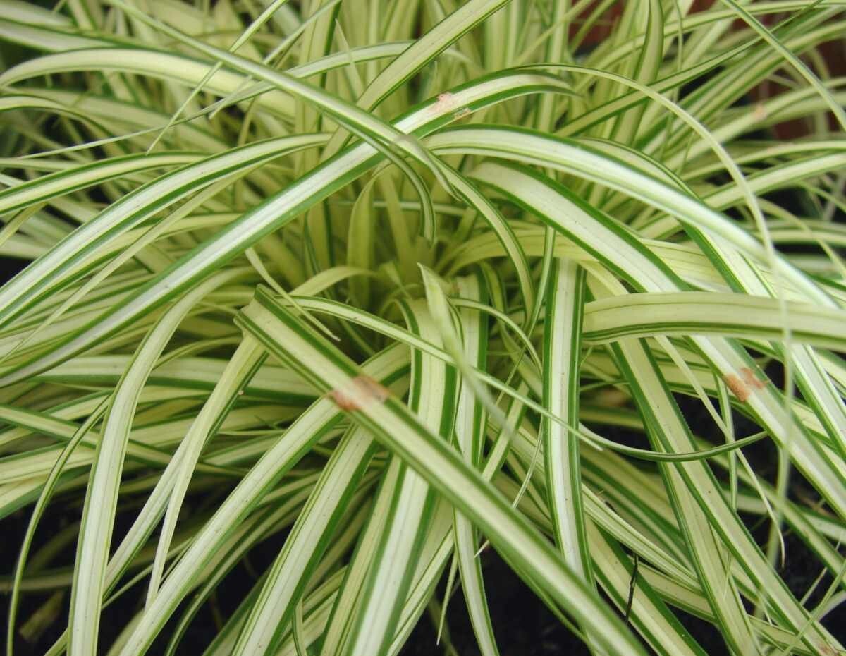 CAREX HACHIJOENSIS