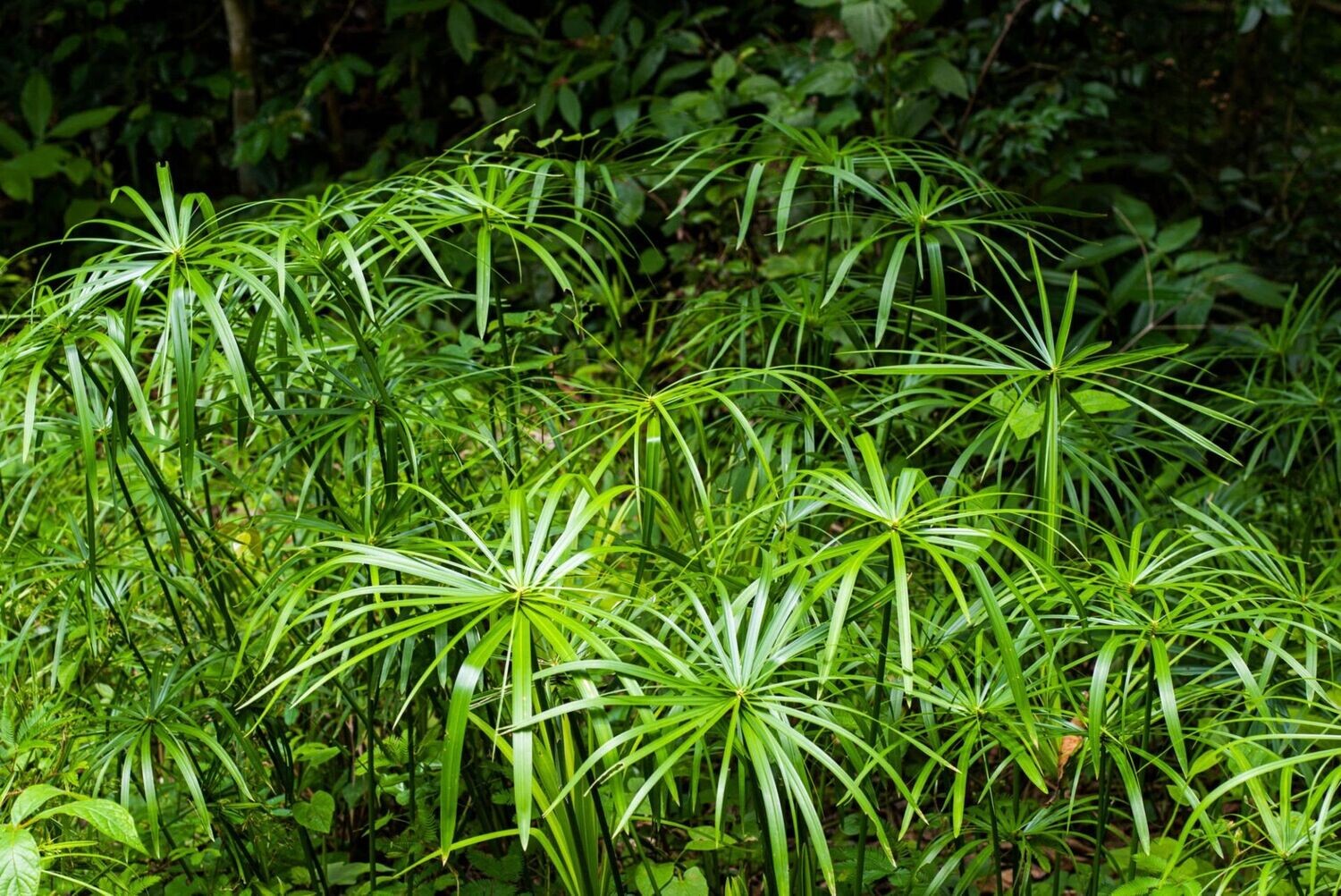 CYPERUS ALTERNIFOLIUS