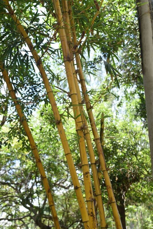 BAMBUSA VULGARIS