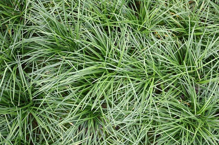 OPHIOPOGON JAPONICUS