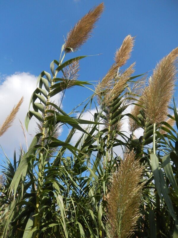 ARUNDO DONAX