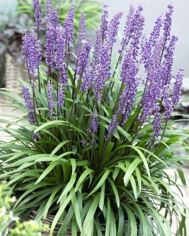LIRIOPE MUSCARI