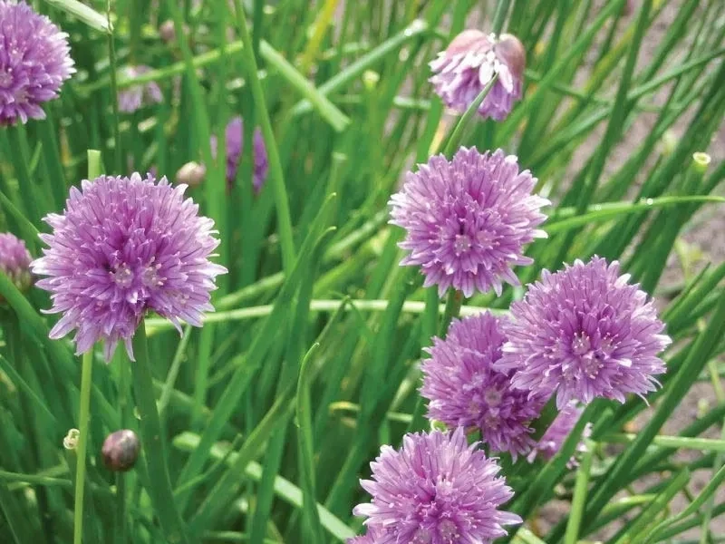ALLIUM SPP.