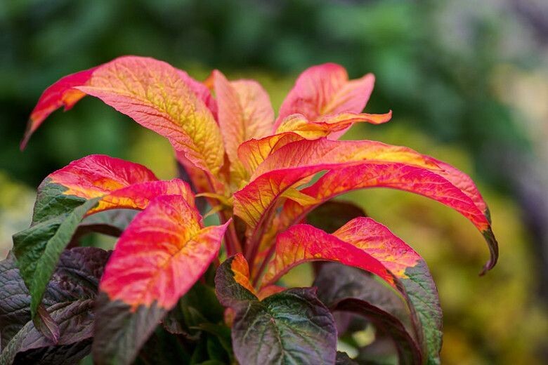 AMARANTHUS TRICOLOR