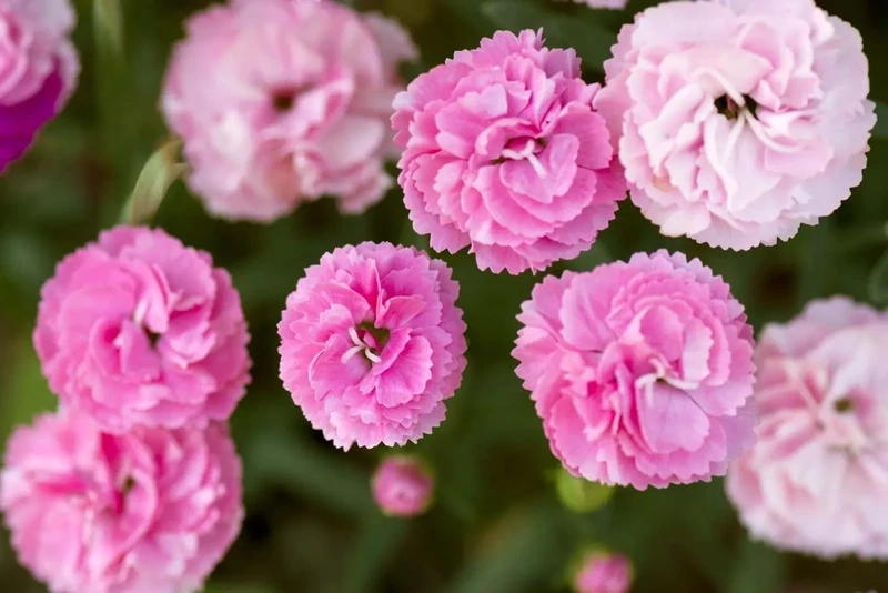 DIANTHUS CARYOPHYLLUS