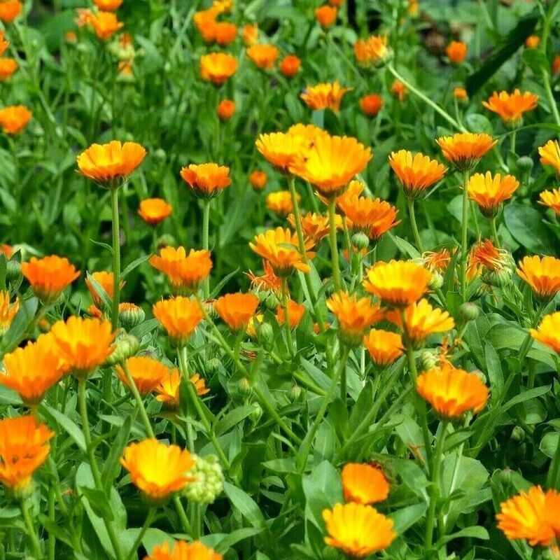CALENDEULA OFFICINALIS