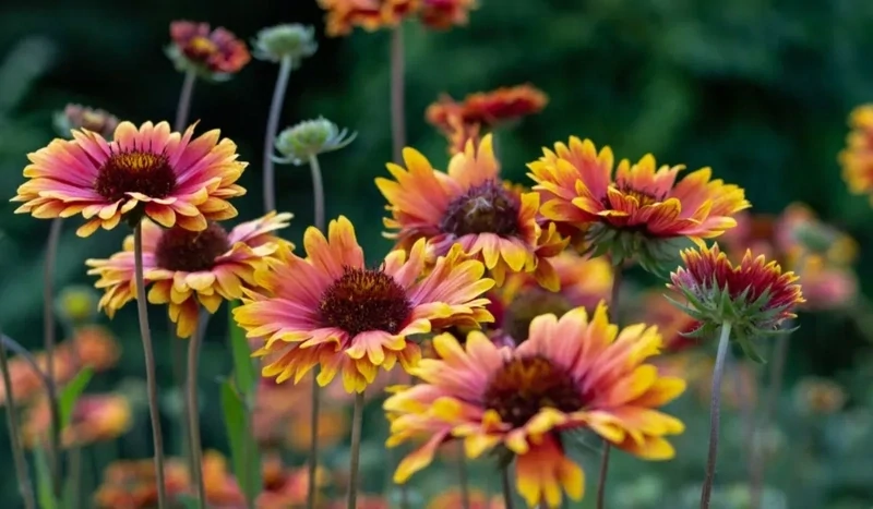 GAILLARDIA PULCHELLA