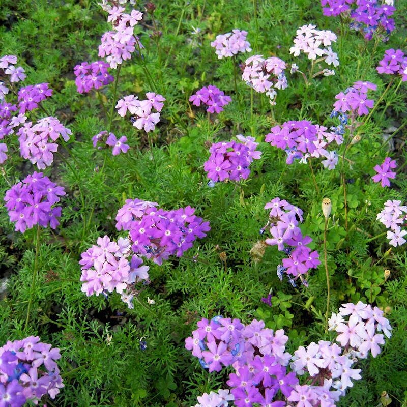 VERBENA TENUISECTA