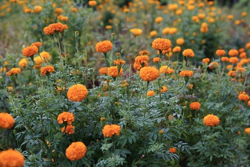 MARIGOLD (TAGETES ERECTA)