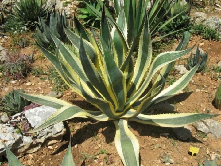 AGAVE AMERICANA 'GREEN'