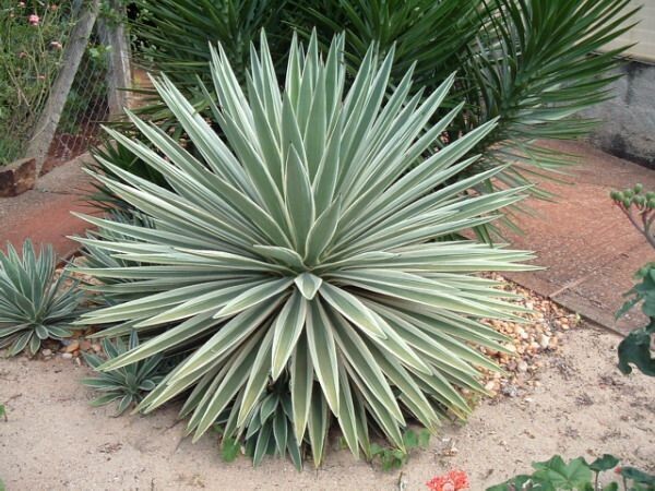 ALOE ARBORESCENS