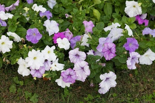 PETUNIA HYBRIDA