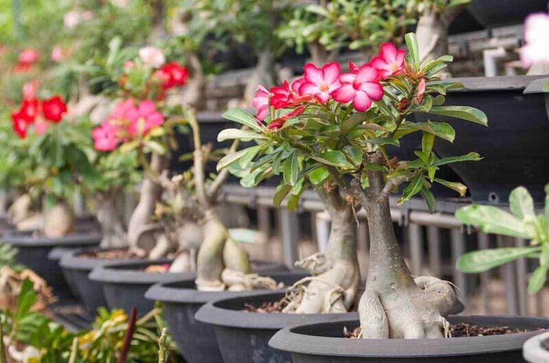 ADENIUM OBESUM