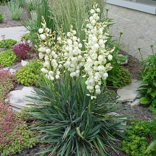 YUCCA FILAMENTOSA (ADAM'S NEEDLE)