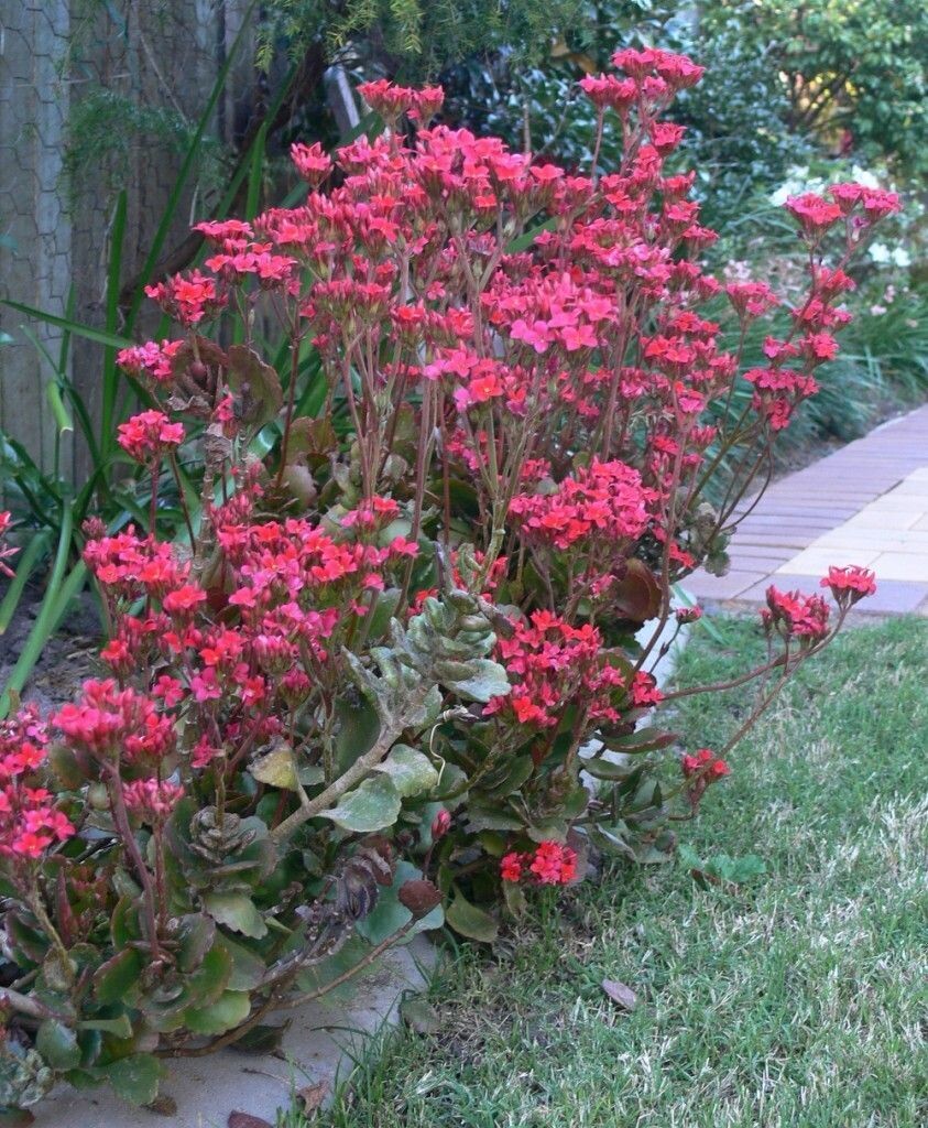 KALANCHOE SPP.