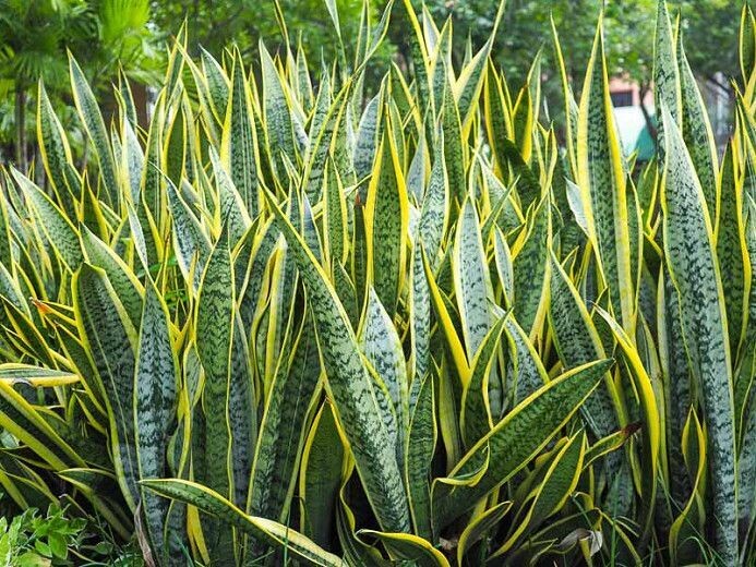 SANSEVERIA TRIFASCIATA