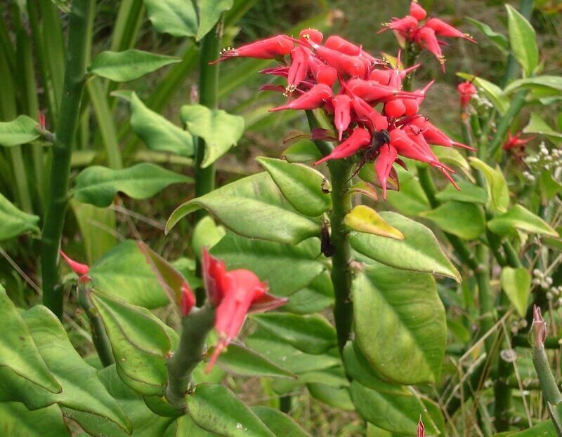 PEDILANTHUS TITHYMALOIDES