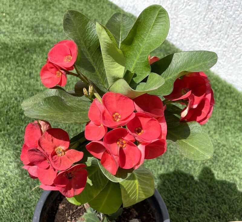 EUPHORBIA MILLI