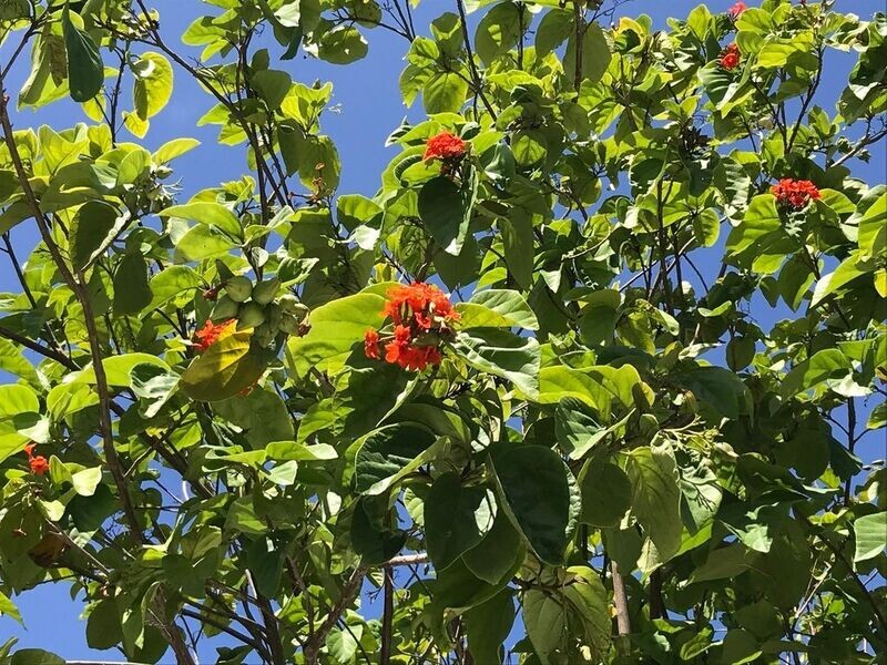 CORDIA SEBESTINA
