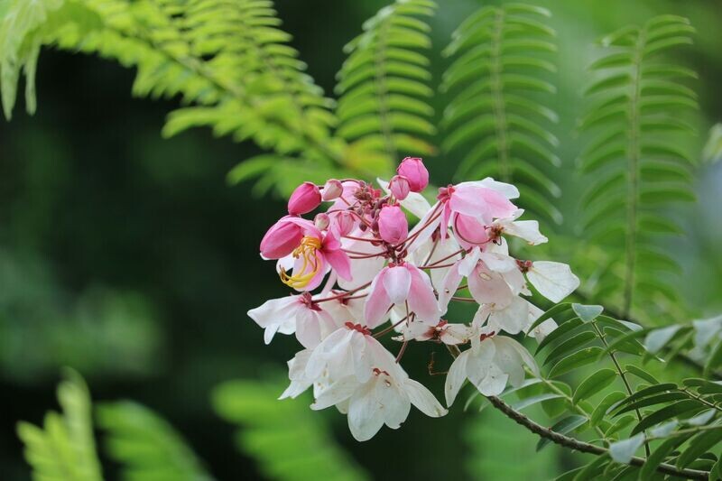 CASSIA NODOSA