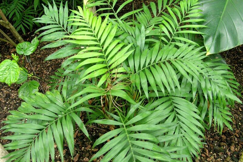 CHAMAEDOREA ELEGANS